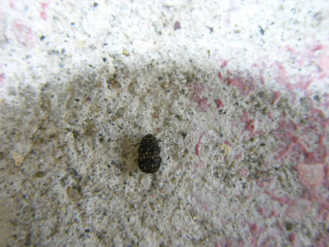 altro coleotterino minuscolo: Anthribus nebulosus